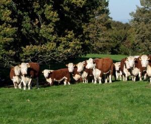 hereford-beef-cows