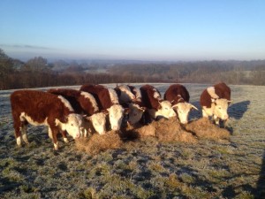 Steers at Turners in Feb