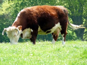 Silcocks Farmshop Hereford Beef retailer of the month