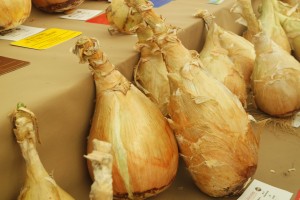 Giant Veg Facts Malvern Autumn Show