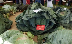 Giant Veg Facts Malvern Autumn Show