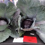 Giant Veg Facts Malvern Autumn Show