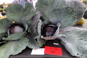 Giant Veg Facts Malvern Autumn Show