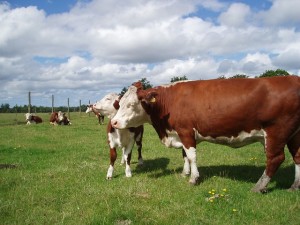 Grass-Fed Beef