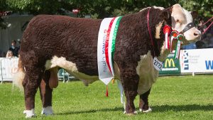 Hereford Bull