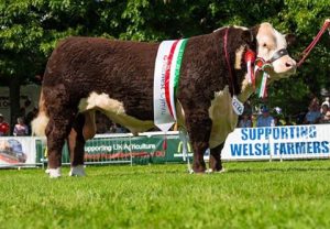 Hereford bull